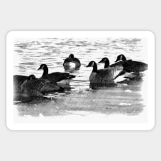 Canada Geese in Black & White. Sticker